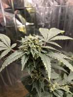 Dark Horse Genetics Stockton Slap - ein Foto von Bigbudsnc