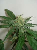 Bild von Aokusa (White Widow)