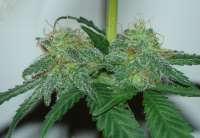 Bild von Aokusa (White Widow)