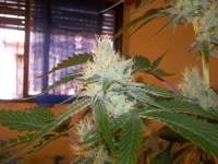 Delicious Seeds Caramelo - ein Foto von WhiteyB