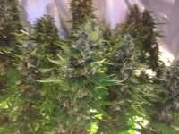 Bild von Rizla48 (Critical Jack Herer)