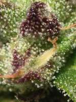 Delicious Seeds Critical Jack Herer Auto - ein Foto von kartak