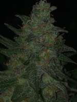 Delicious Seeds Critical Sensi Star - ein Foto von Prorealz