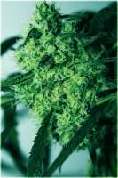 Bild von sidvicious (Critical Super Silver Haze)