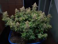 Bild von CannaBrained (Critical Super Silver Haze)