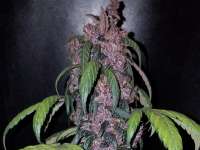 Delicious Seeds Dark Purple Auto - ein Foto von Tzolkin