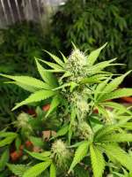 Delicious Seeds Delicious Cookies Auto - ein Foto von Zanate2022