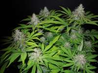 Delicious Seeds Desconocida Kush - ein Foto von Cultivator420