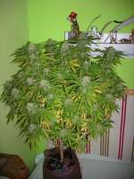 Delicious Seeds Fruity Chronic Juice - ein Foto von psychonautz