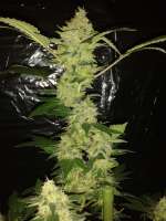 Bild von tencer (Fruity Chronic Juice)