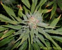 Delicious Seeds Northern Light Blue - ein Foto von hankpankwank