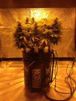 Delicious Seeds Northern Light Blue Auto - ein Foto von simplefarmer