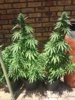 Delicious Seeds Sugar Black Rose - ein Foto von djkinetics