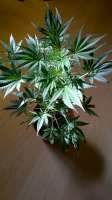 Delicious Seeds Sugar Black Rose Auto - ein Foto von amart