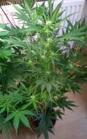 Delicious Seeds Sugar Black Rose Auto - ein Foto von amart