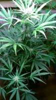 Delicious Seeds Sugar Black Rose Auto - ein Foto von amart