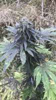 Delicious Seeds Sugar Black Rose Fast Version - ein Foto von canofthiscannabis