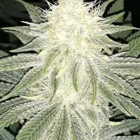 Delicious Seeds Sugar Candy - ein Foto von Dutchman420