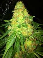 Bild von drsizzurp69 (Blue Widow)