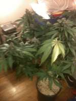 Bild von drsizzurp69 (Blue Widow)