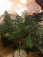 Bild von drsizzurp69 (Blue Widow)