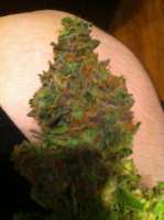 Bild von drsizzurp69 (Blue Widow)