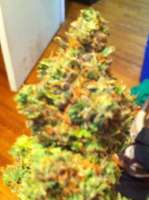 Bild von drsizzurp69 (Blue Widow)