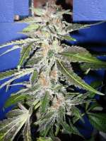 Bild von odryhhodri [Blue Widow]