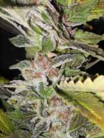 Bild von odryhhodri [Blue Widow]