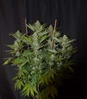 Bild von 420vizions (Blue Widow)