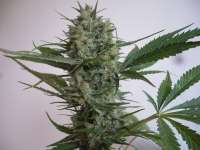 Dinafem Blue Widow - ein Foto von merlin