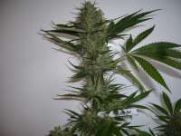 Dinafem Blue Widow - ein Foto von merlin