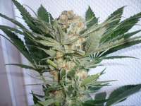 Bild von merlin (Blue Widow)