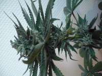 Bild von merlin (Bubba Kush)