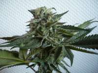 Bild von merlin (Bubba Kush)