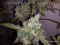 Bild von buzzy [Cheese Autoflowering]