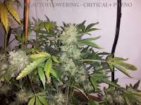 Bild von buzzy [Cheese Autoflowering]