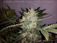 Bild von buzzy (Cheese Autoflowering)