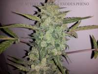 Bild von buzzy [Cheese Autoflowering]