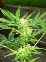 Bild von Avarr (Critical Auto CBD)