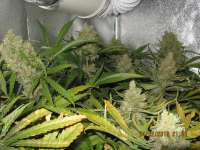 Dinafem Critical Jack - ein Foto von guerillagrower