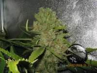 Dinafem Critical Jack - ein Foto von guerillagrower