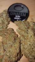 Bild von BlackDomina (Critical Plus)