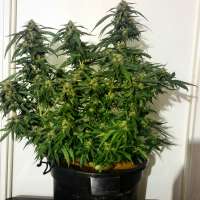 Dinafem Deep Cheese - ein Foto von St0ric