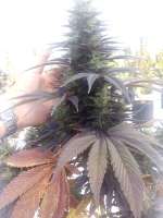 Bild von jbz666 (Dinamed CBD)