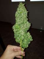 Dinafem Moby Dick - ein Foto von MedicinalException