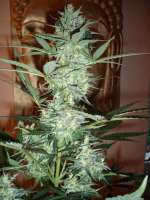 Bild von merlin (Moby Dick Autoflowering)