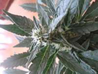 Bild von scoobysnax (Moby Dick Autoflowering)