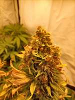 Dinafem Moby Dick CBD - ein Foto von Plantie