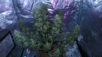 Bild von ThinkDifferent (Moby Dick XXL Autoflowering)